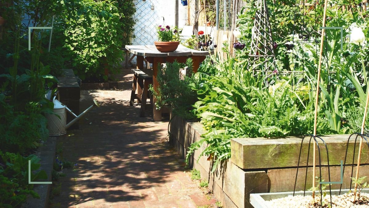 Vegetable gardening for beginners: how to grow your own veg