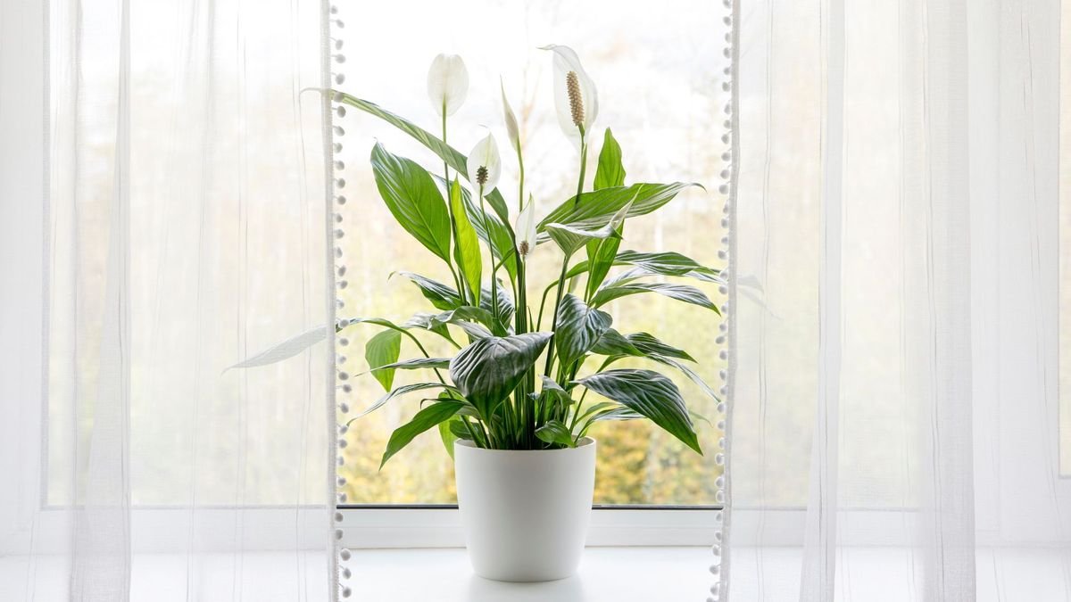 Why is my peace lily drooping? A plant expert reveals all